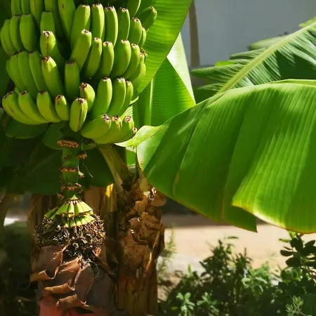 Apartmán Brand New Surrounded By Tropical Gardens! *